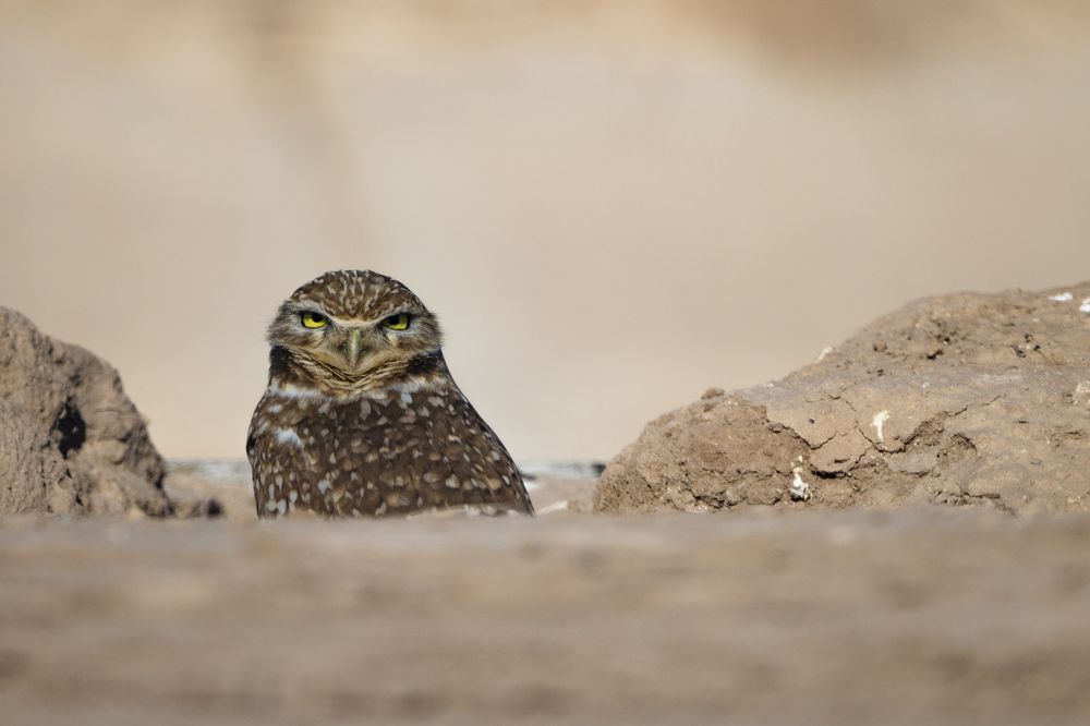 Photograph by Miller Dave