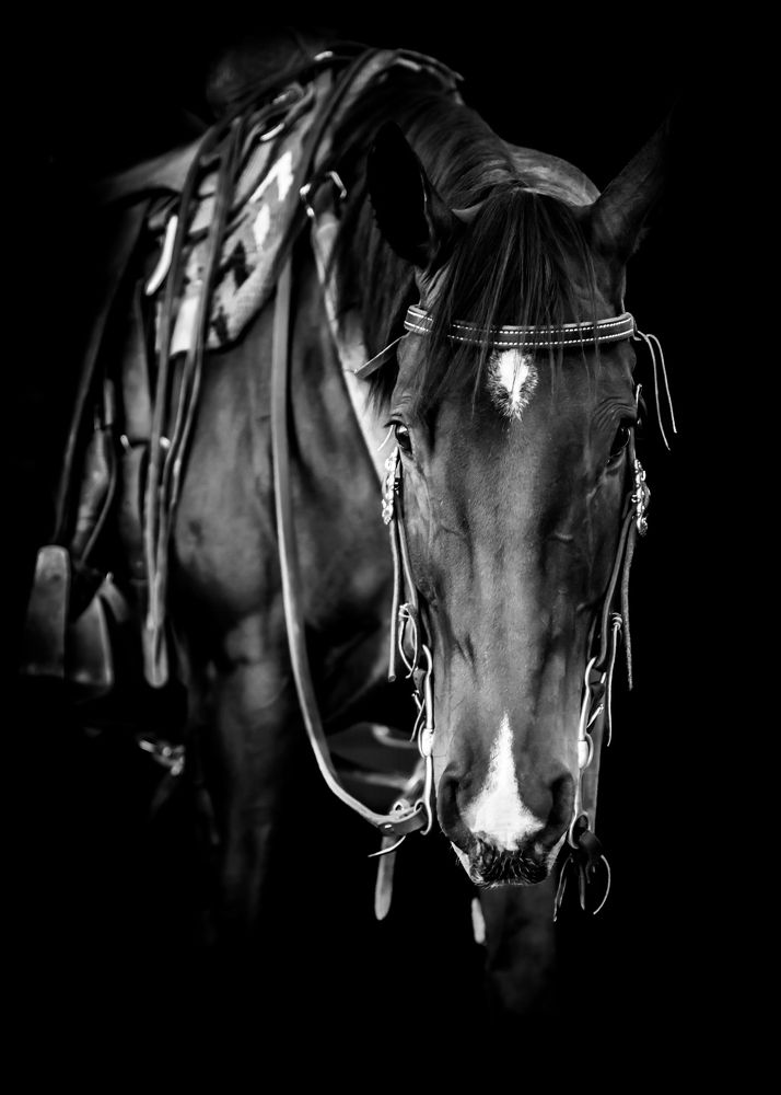 Photograph by Tony Douzenis