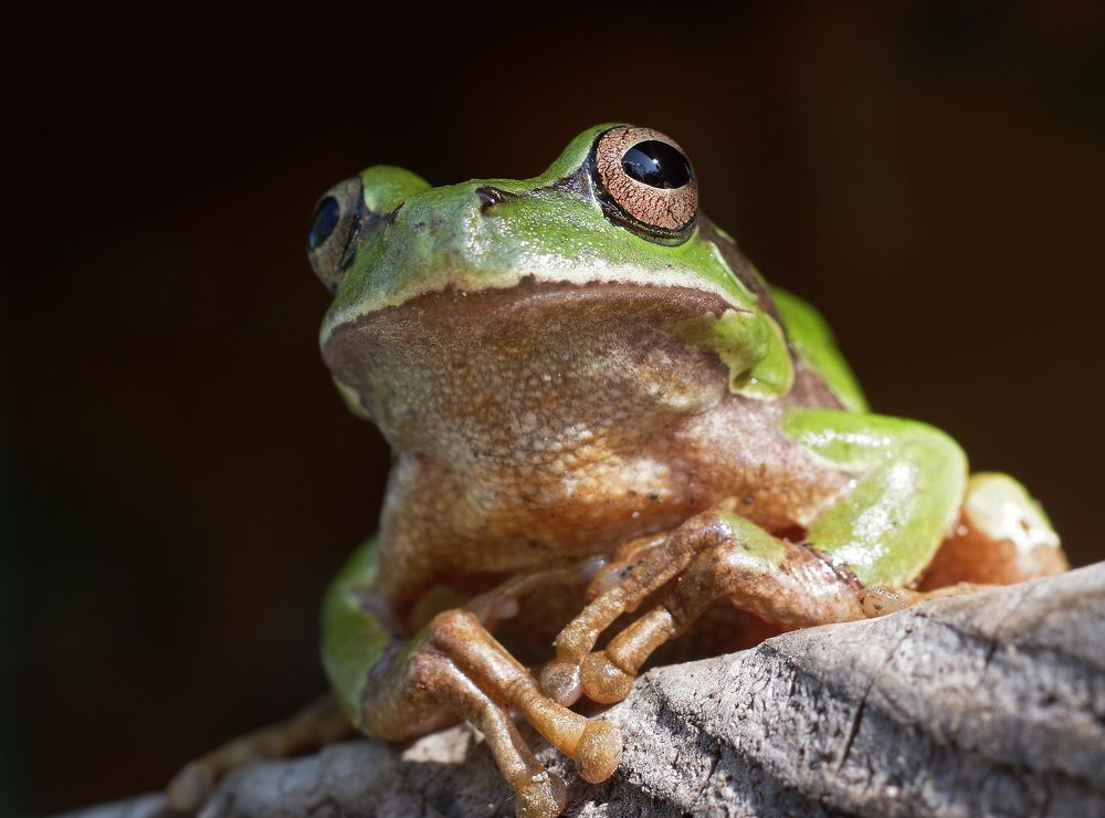 Фотография автора Сергей Гречихин
