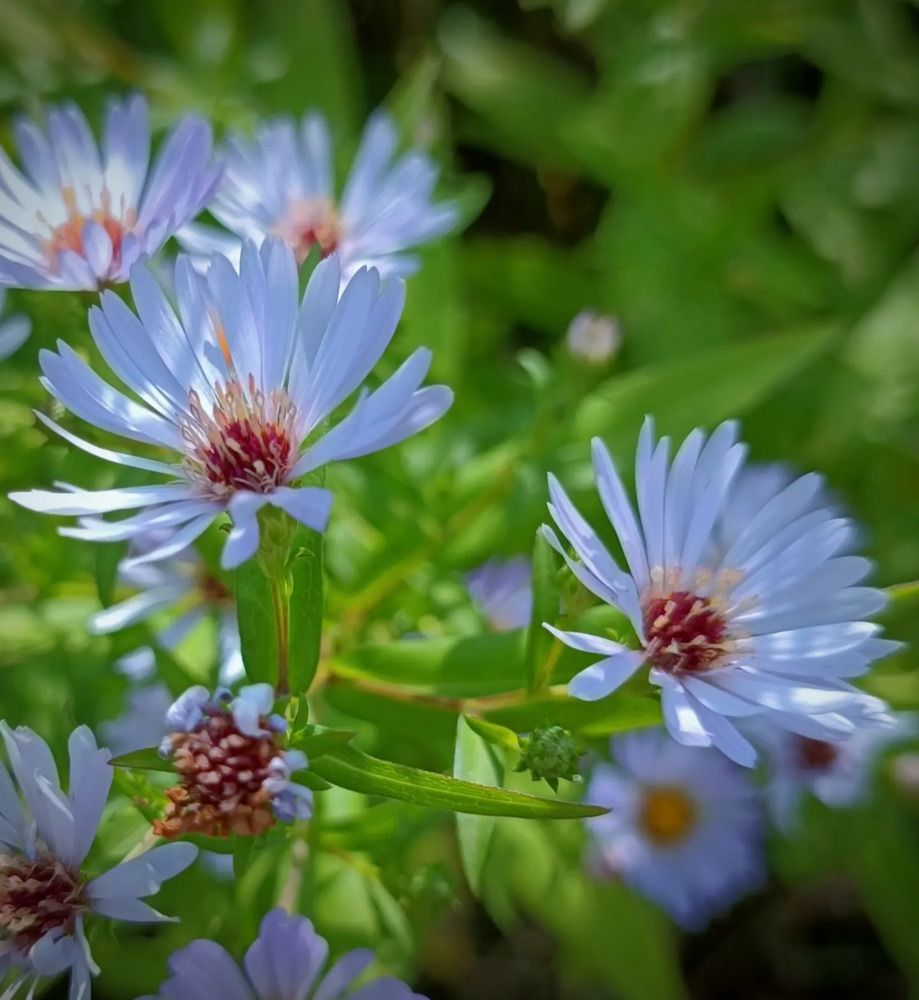 Сентябринки