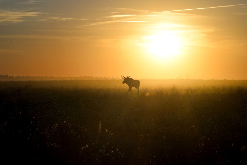 Фотография автора Самохин Андрей