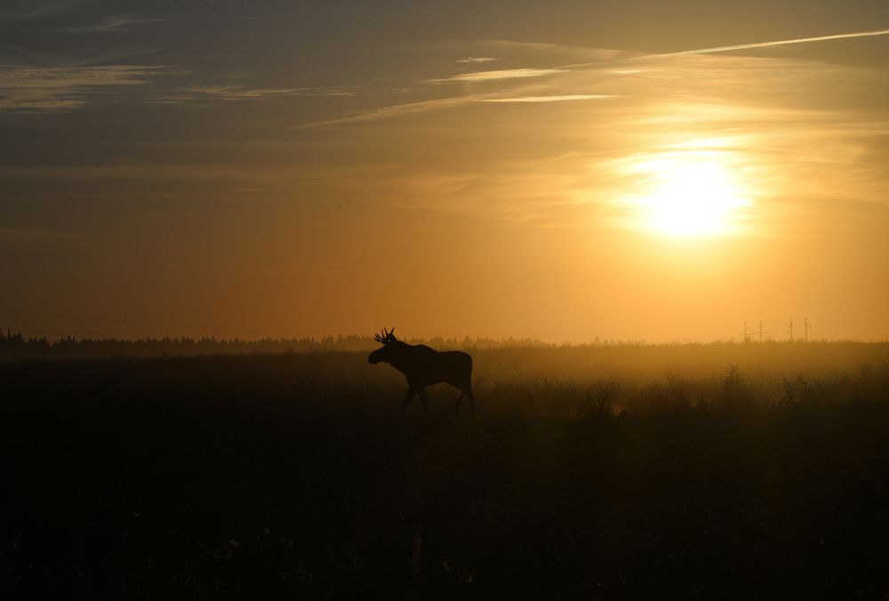 Фотография автора Самохин Андрей