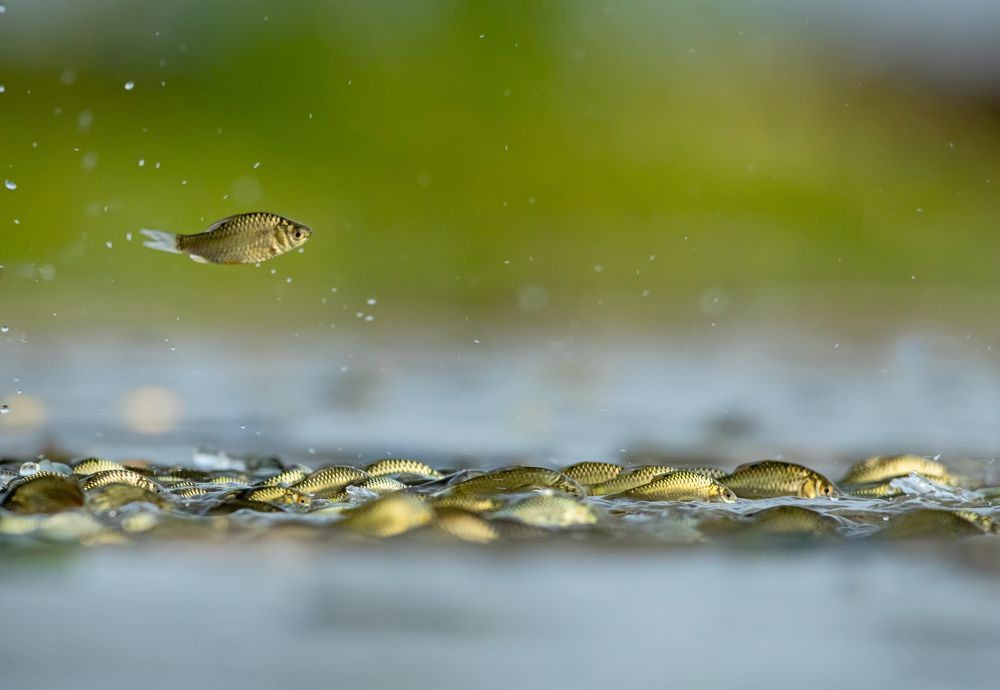 Фотография автора hitesh chawla