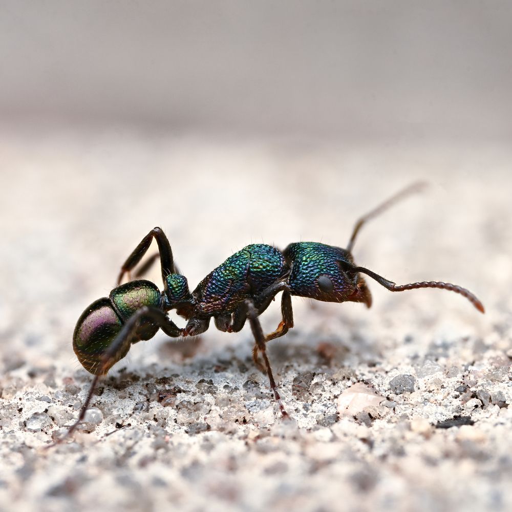 Photograph by Ernie Favaro