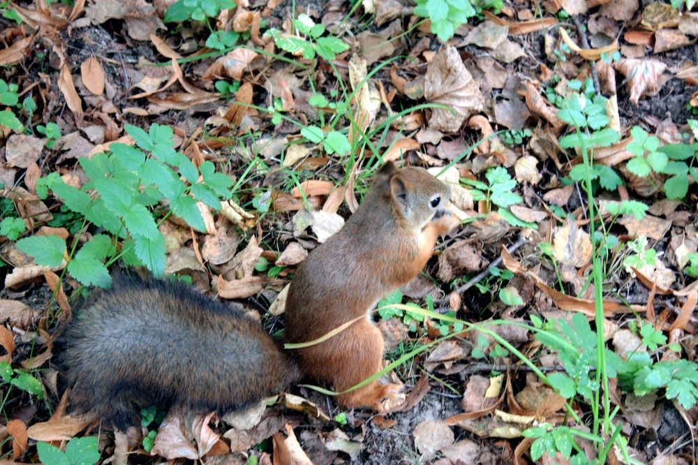 Photograph by Татьяна Кормщикова