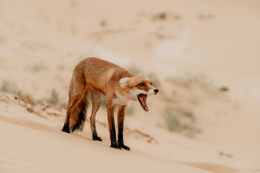 Photograph by Елена Фирсова