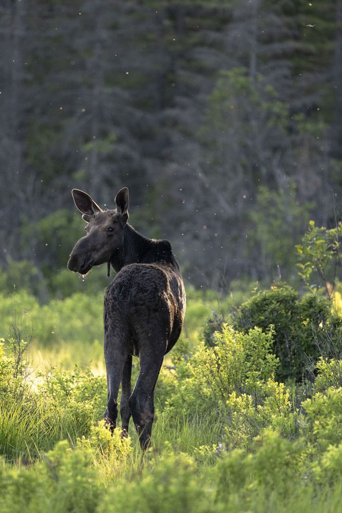 Photograph by Miller Dave