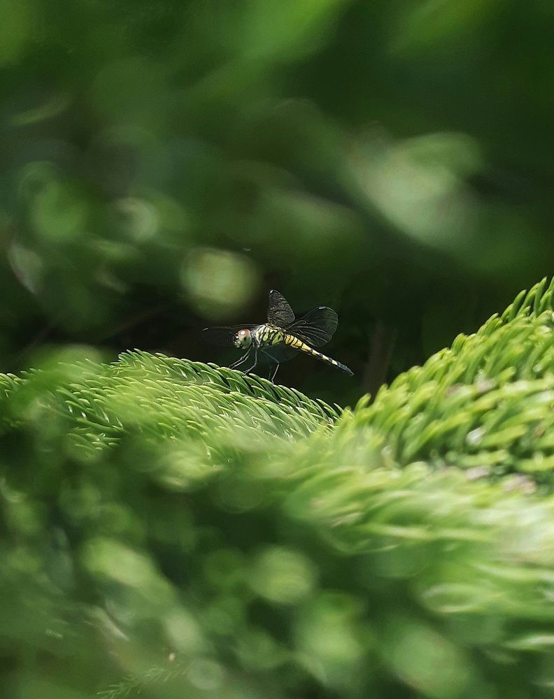 Photo #11054143