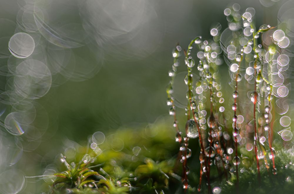 Photograph by Наталья Алексеева