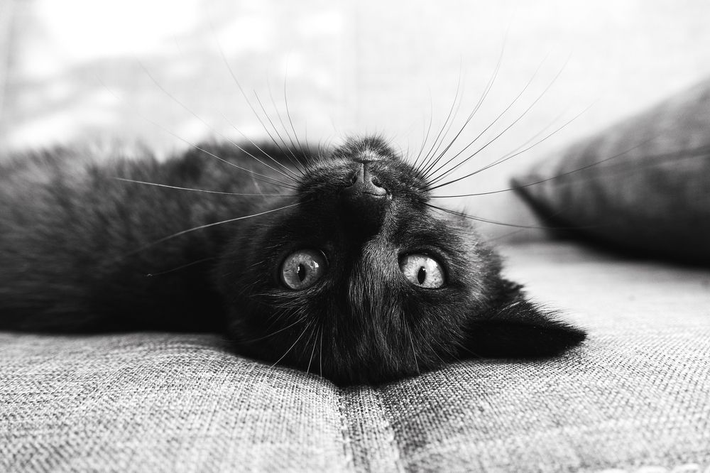 Фотография автора Антон Ульрих