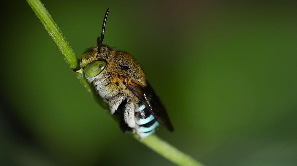 BLUE-BANDED