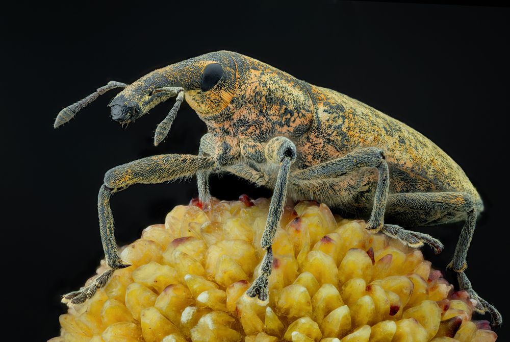Gorgojo de las malvas | Lixus pulverulentus | Weevil