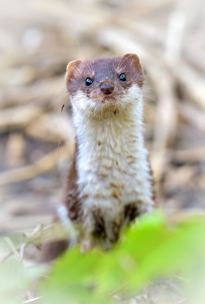 Любопытная моська