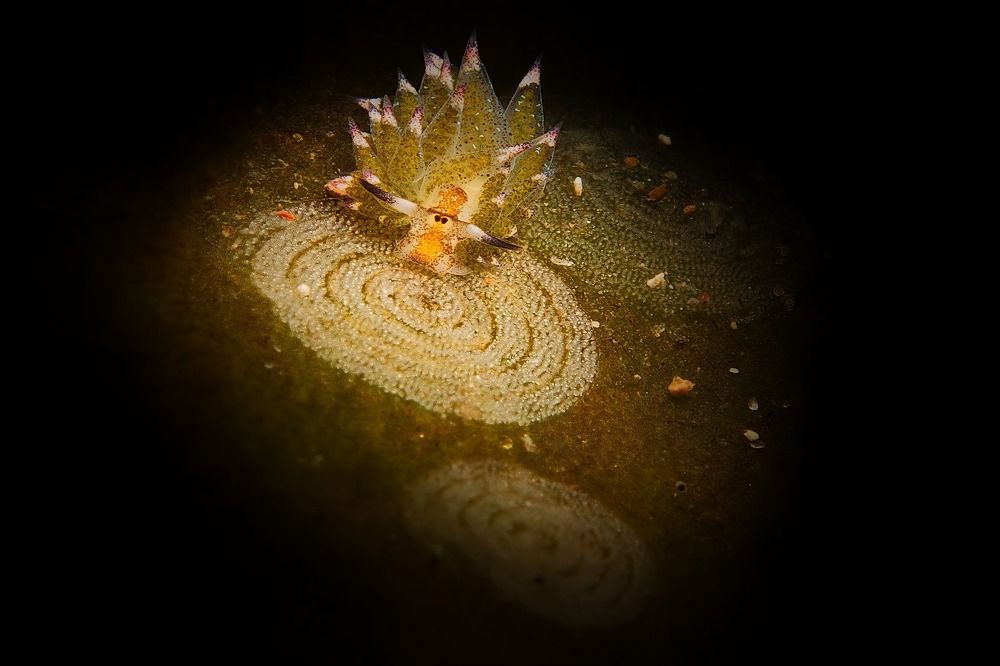 Фотография автора Владимир Чубенко