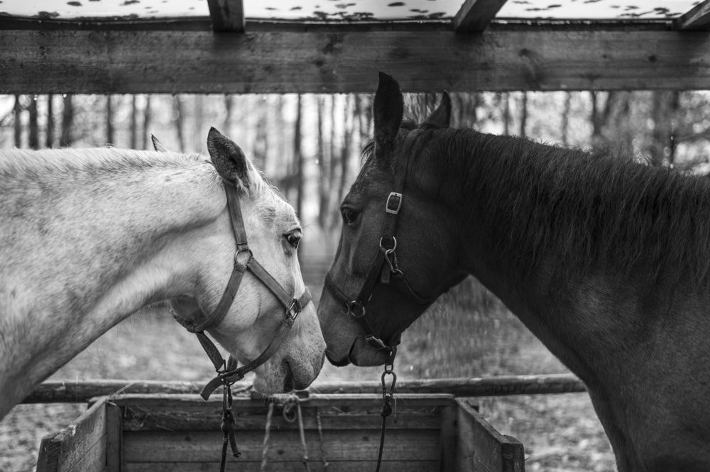 Photograph by Николай Литвак