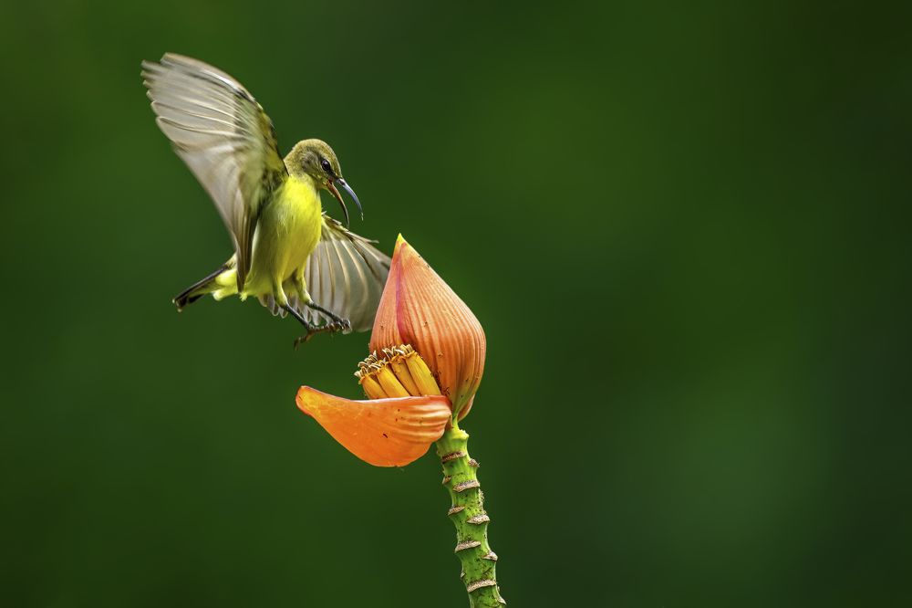 Purple Sunbird's Graceful Hover