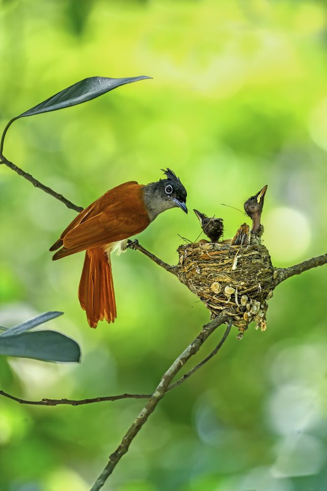 Vigilant Guardian: Female Paradise Flycatcher at Nest