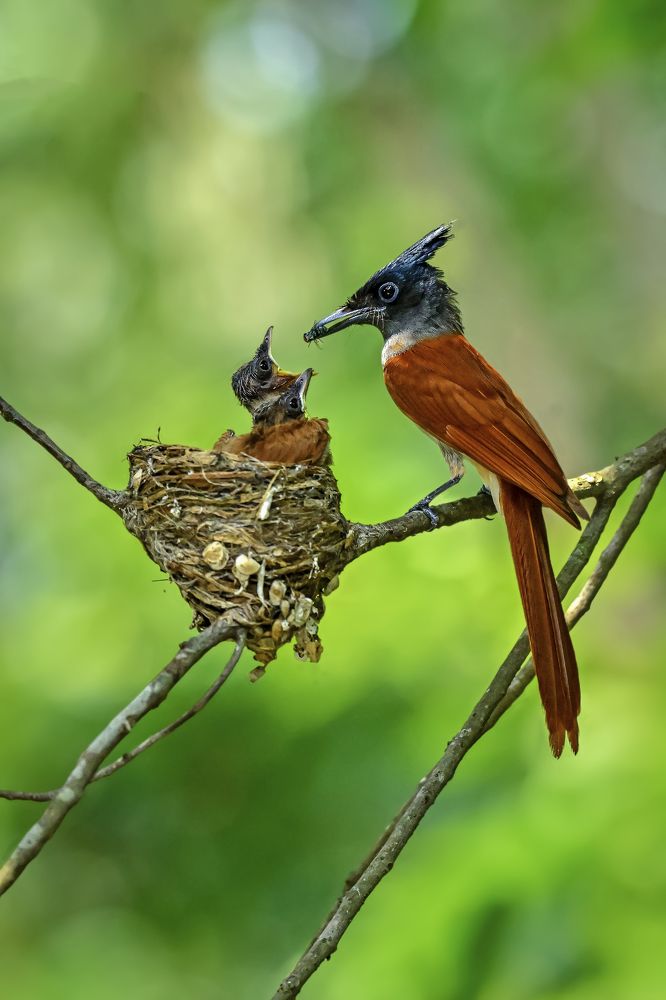 Mother’s Care: Indian Paradise Flycatcher Feeding Her Chicks