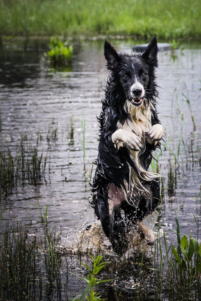 Водный чертёнок