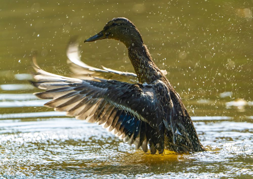 Photograph by Алексей Маринченко