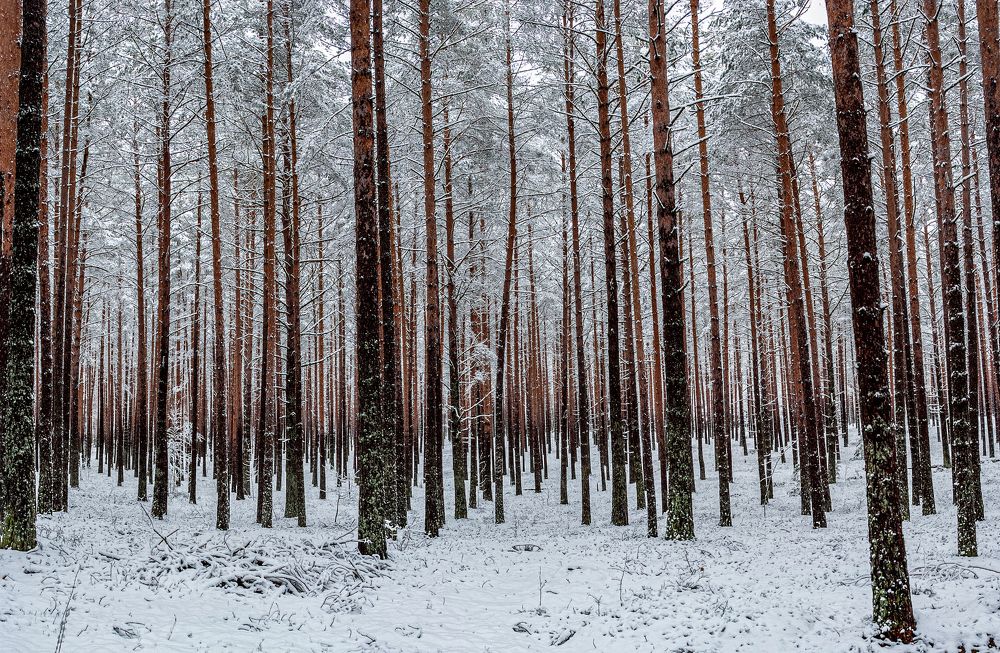 Фотография автора Aleksej Musatov