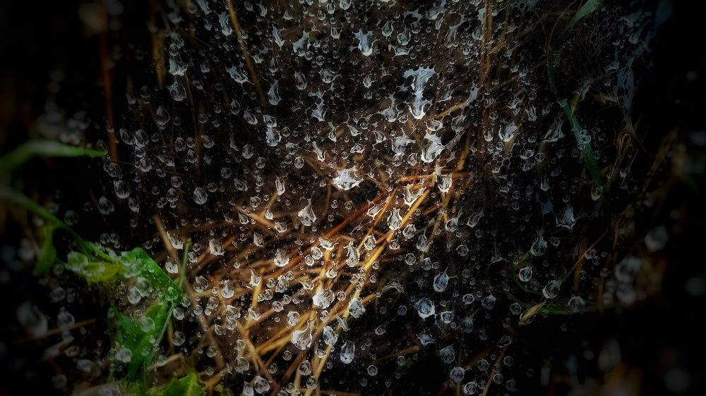 Photograph by shahin foroughi