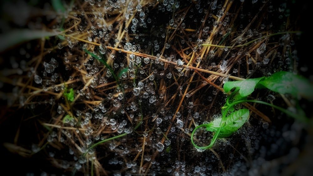 Photograph by shahin foroughi