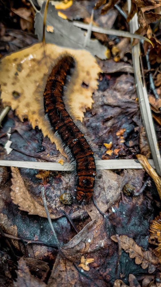 Photograph by Анна Панова