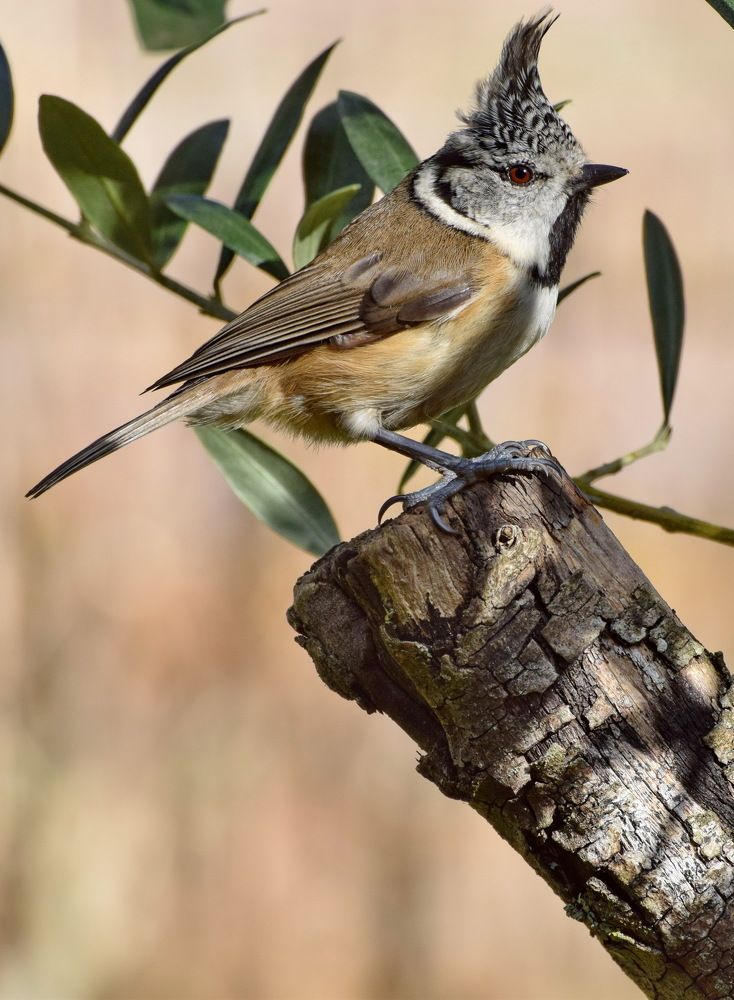 Photograph by Regina Belomytseva-Dahan
