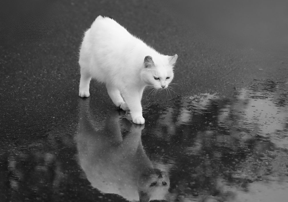 Photograph by Татьяна Слесарева