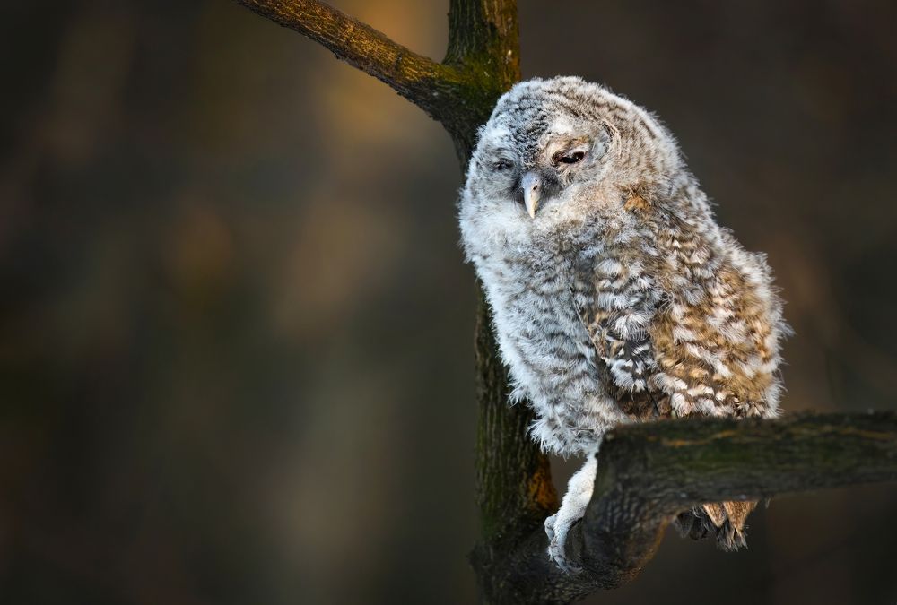 Серьёзный пуховичек