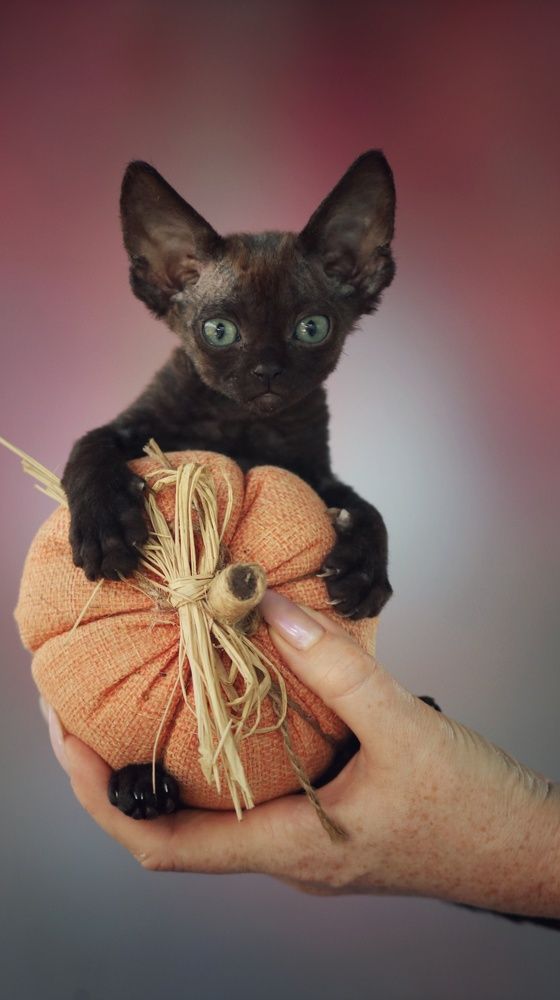 Вот и осень я вам принес)