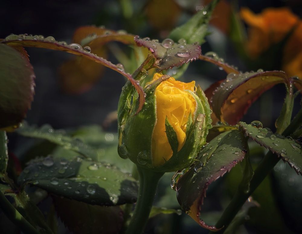 Photograph by Михаил Саидов