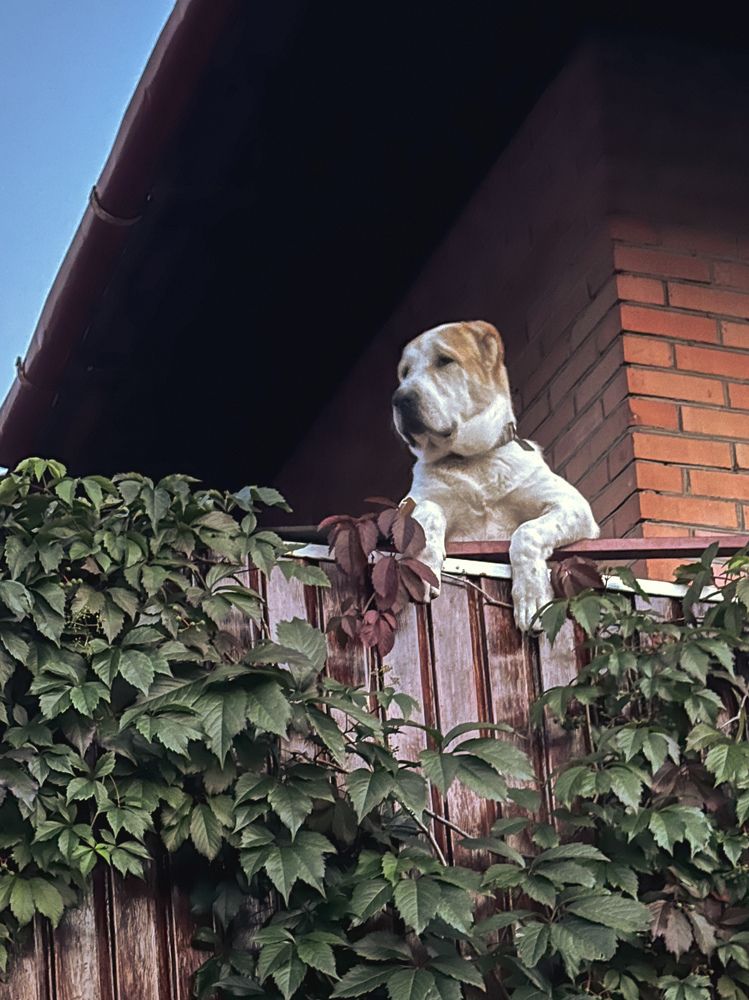 Photograph by Елена Марьюшкина