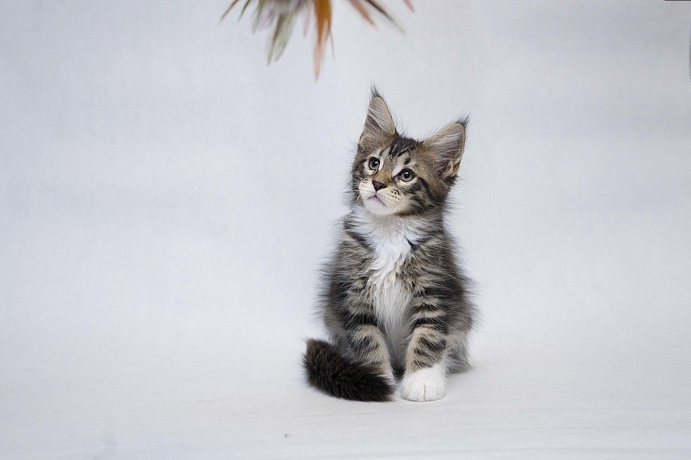 Photograph by Ирина Мамонова