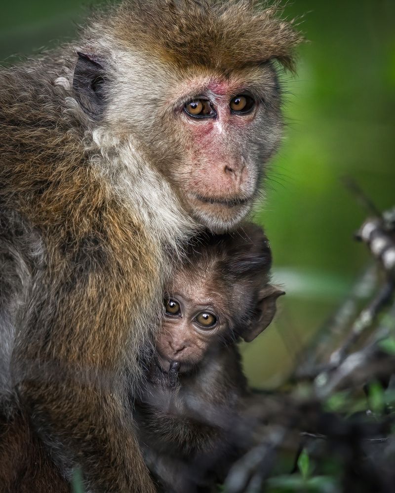 Photograph by Mineth Vismitha