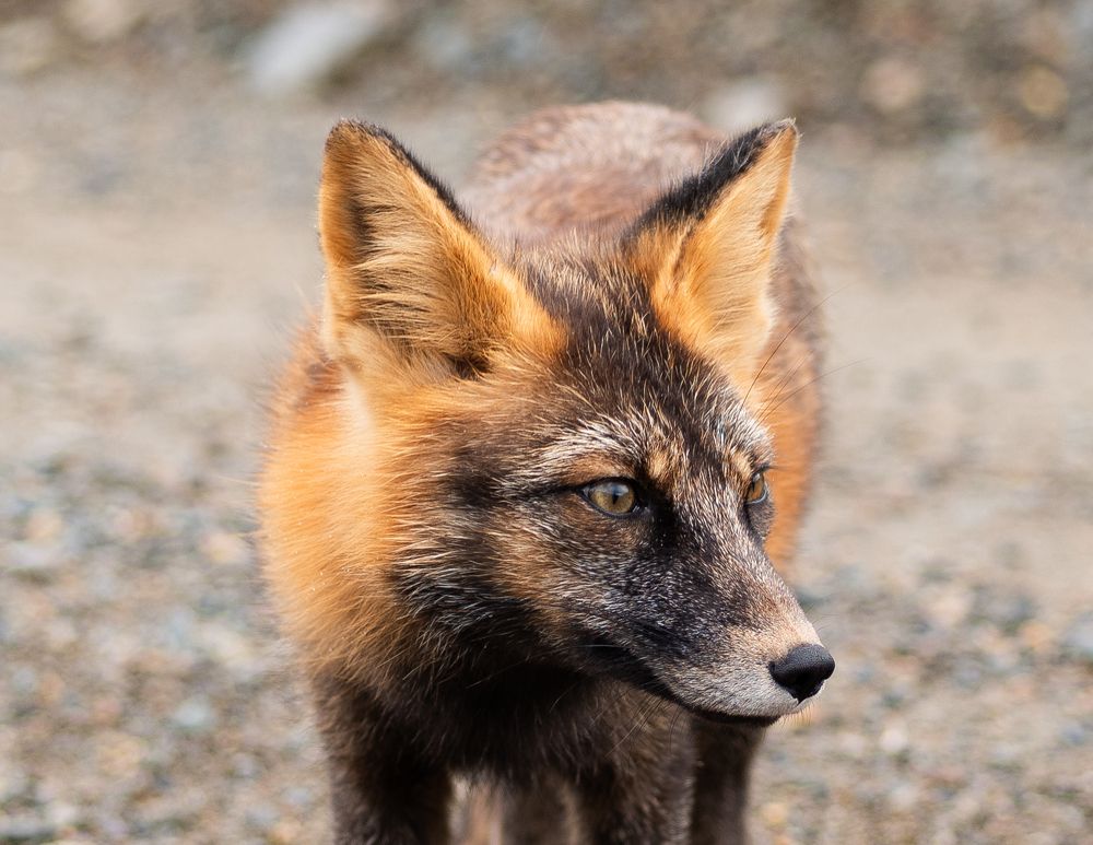 Photograph by Хазан Сергей