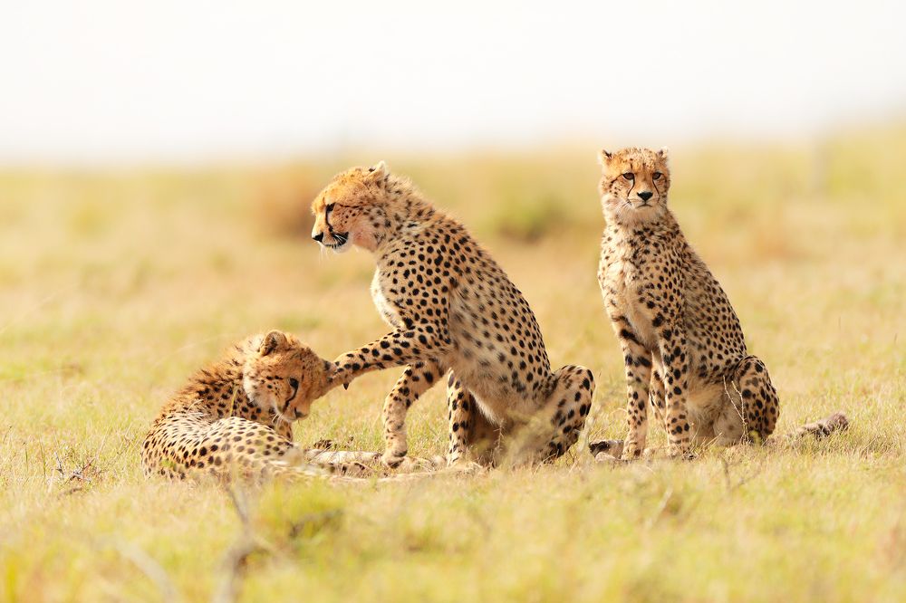 Photograph by Ирина Худзинская