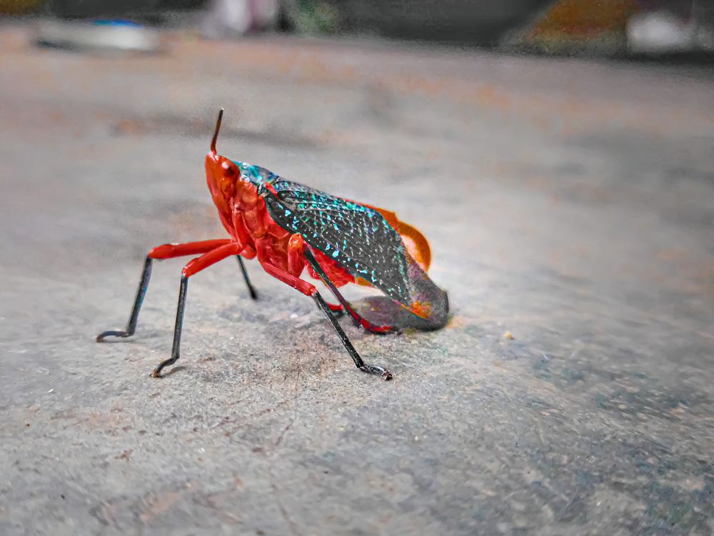 Photograph by Amit Prasad