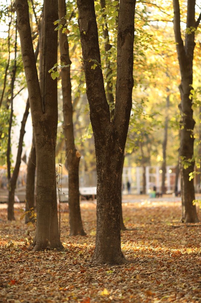 Photograph by Карина Кириченко