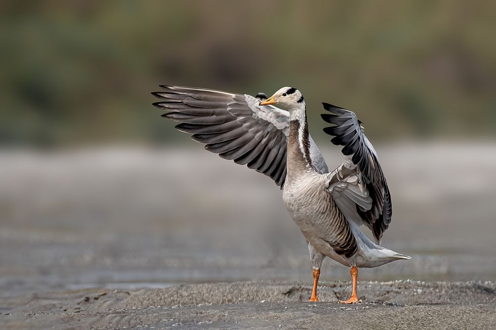 Photograph by Ashoke Shil