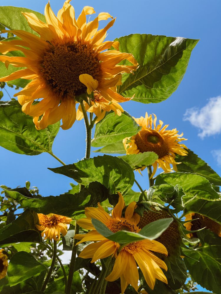 Photograph by Алиса Чугунова