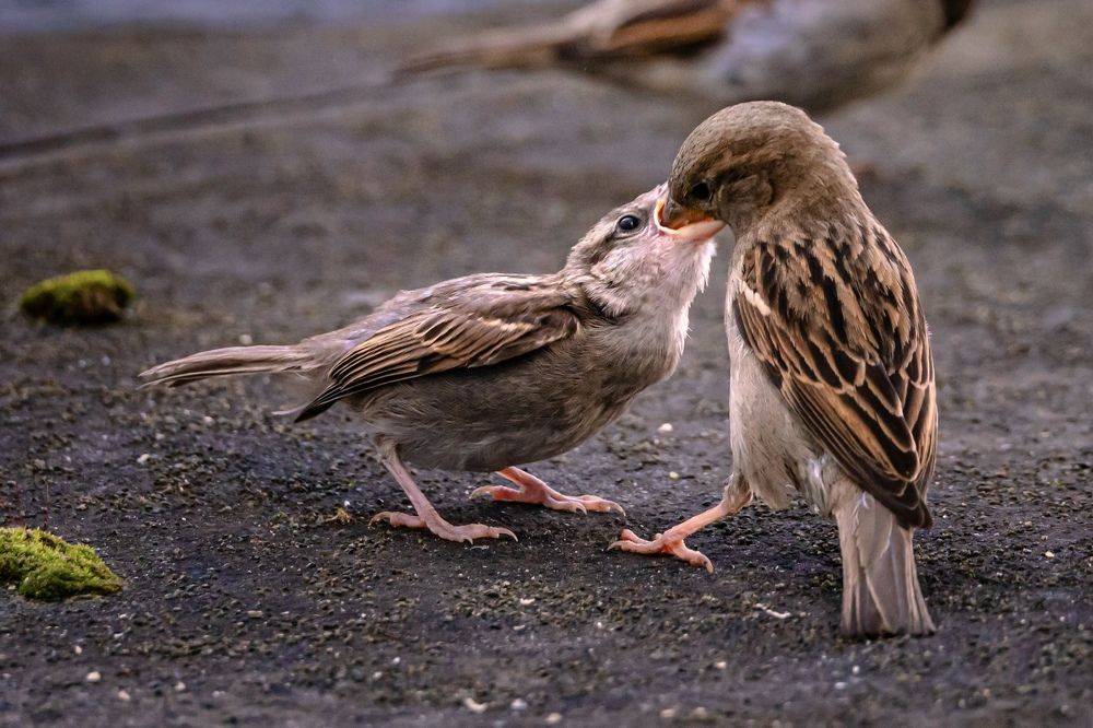 Фотография автора Helena Ivanova