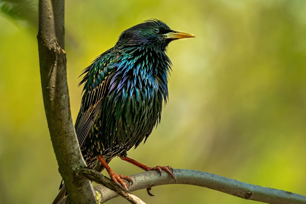 Фотография автора Helena Ivanova