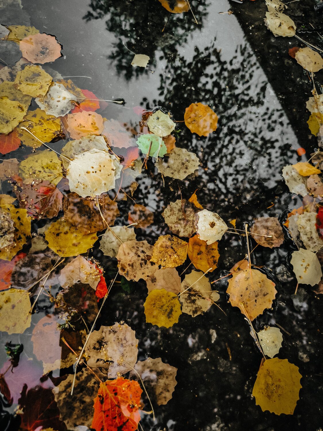 Photo #11059568