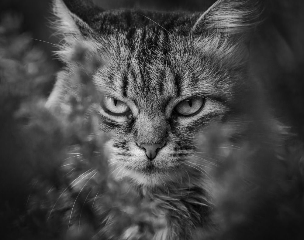 Фотография автора Helena Ivanova