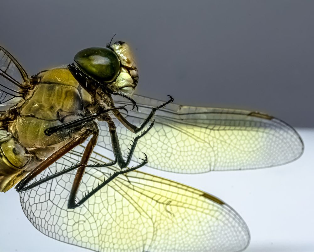 Photograph by Муза Латинская