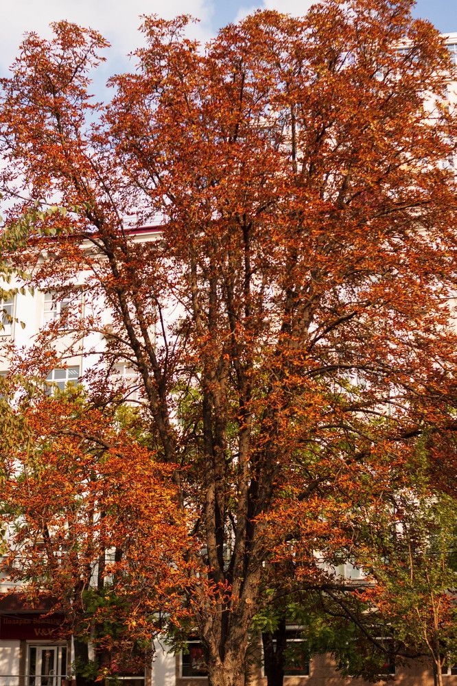 Photograph by Елена Казаренко