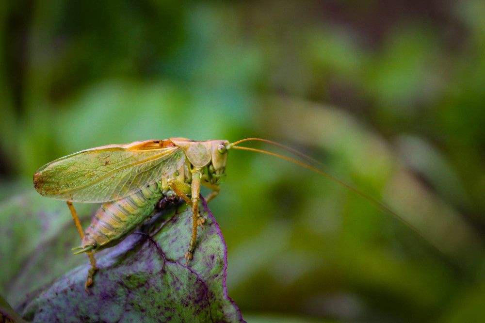 Рыцарь печального образа