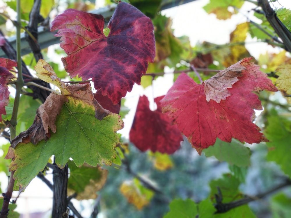 Фотография автора Анатолий Дячина